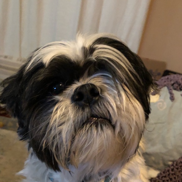 Meet your Posher, Jen - Picture 2 of 3